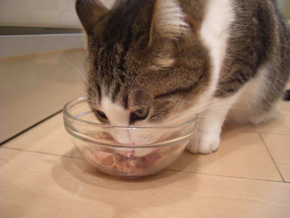 猫の餌入れの選び方！おすすめの高さやひっくり返さない工夫も紹介