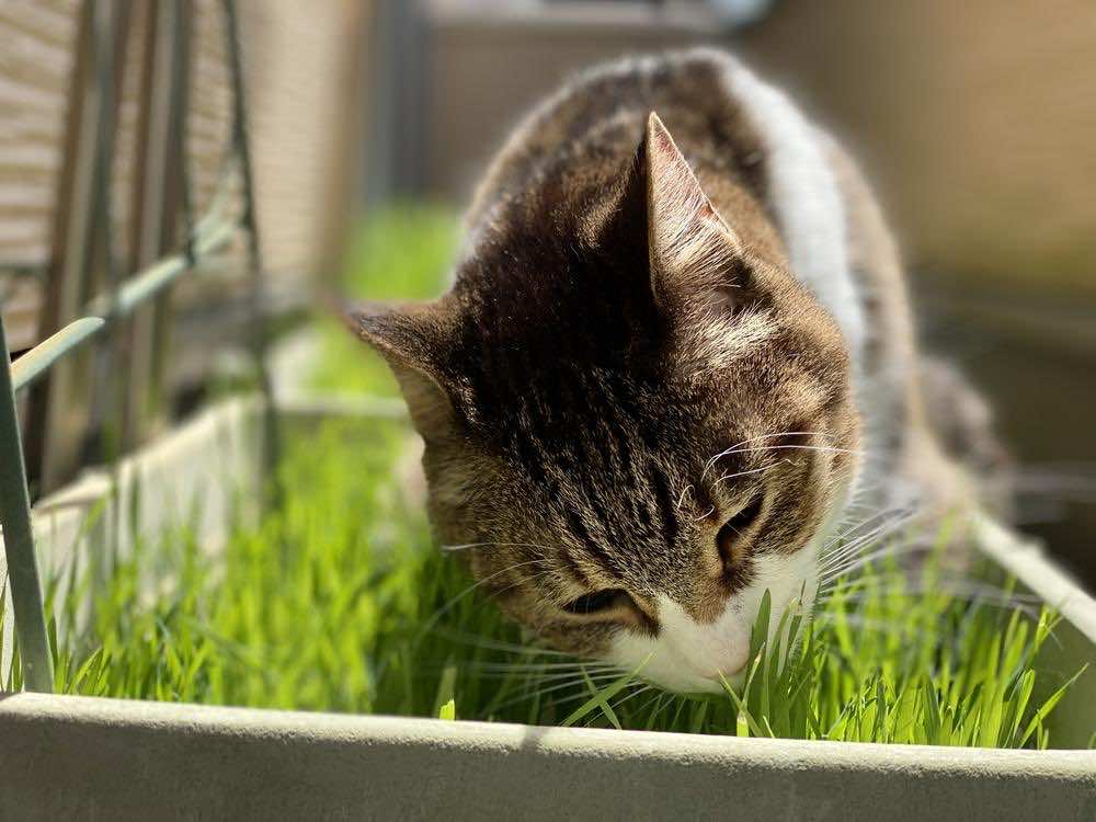 猫が茶色い液体を吐く原因とは？危険性や対処法、注意点